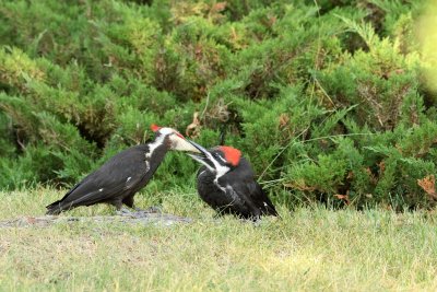 Pileated Woodpeckers.