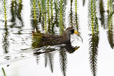 Sora Rail