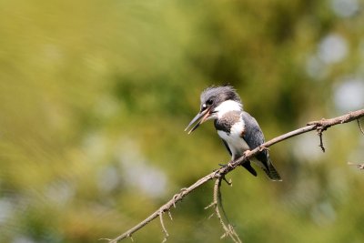 Belted Kingfisher.