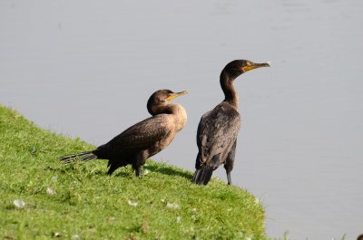 Double-crested Cormorants.