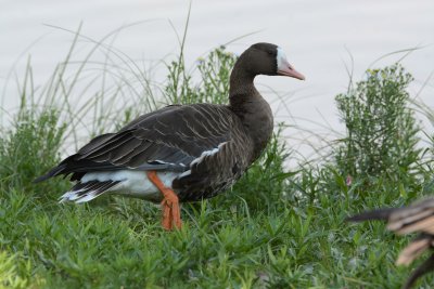 Greater White-fronted Goose.