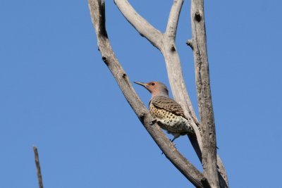 Northern Flicker