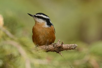 Red-breasted Nuthatch.