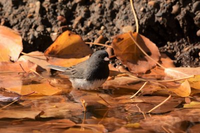 Dark-eyed Junco.