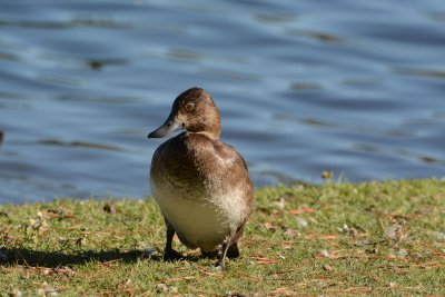 Lesser Scaup (J)