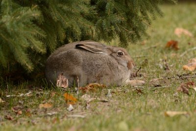 Jackrabbit