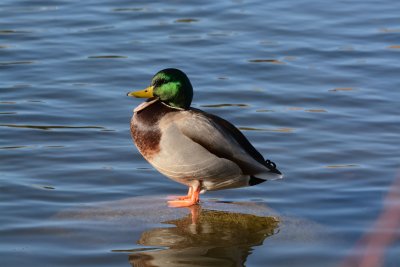 Mallard Drake