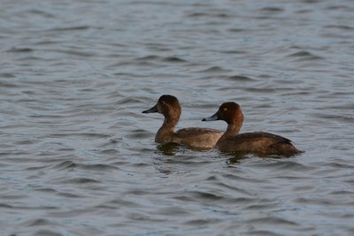 Redheads