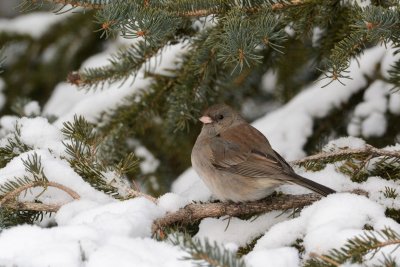 Dark-eyed Junco