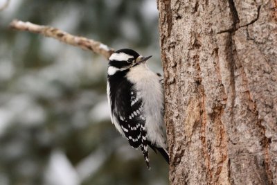 Downy Woodpecker.