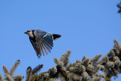 Blue Jay