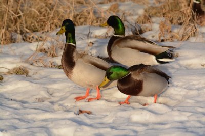   Green-heads 