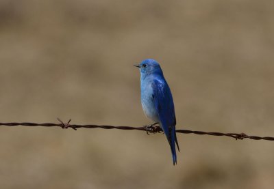 Mountain Bluebird (M)