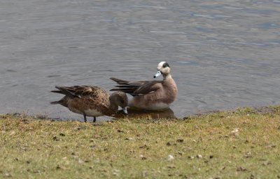 Am. Wigeon.