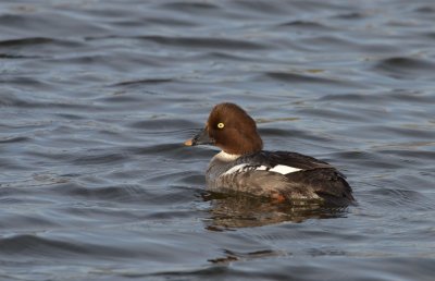 Common Goldeneye (F)