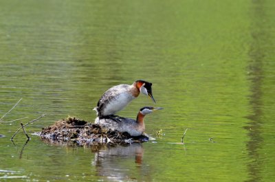 Red -necked Grebes.