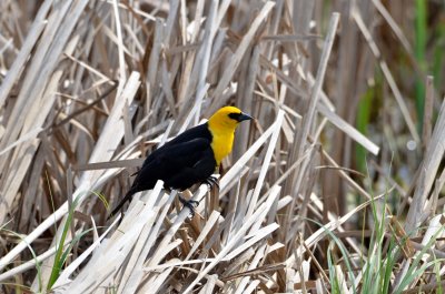 Yellow-headed Blackbird.