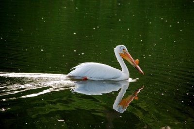 Am. White Pelican.