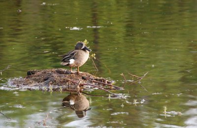 Blue-winged Teal.