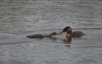 Red-necked Grebes.