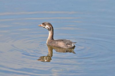 Pied-billed Grebe.