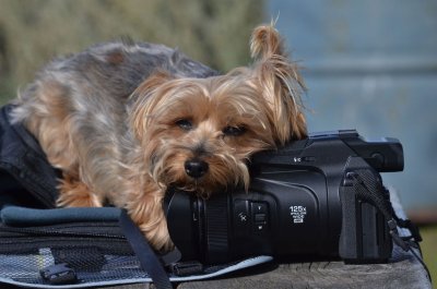 Camera Guard Dog :)