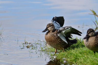 Blue -winged Teal.