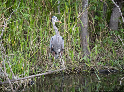 Birds and Reptiles at Shark Valley in Everglades National Park