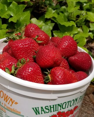 Yummo! It's strawberry season!