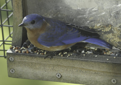 First Bluebird sighting of 2019