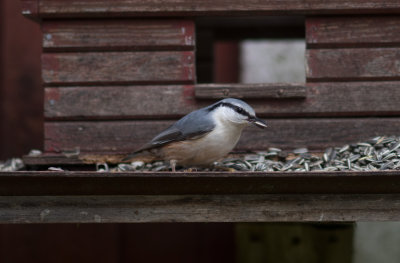 Nötväcka7.jpg