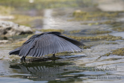 Black Heron (E.ardesiaca)