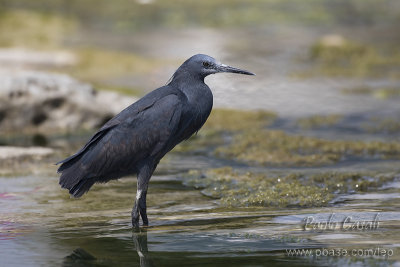 Black Heron (E.ardesiaca)