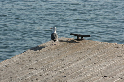 Sitting on the Dock of the Bay