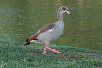 Egyptian Goose