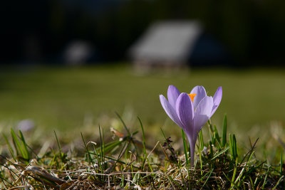 Crocus, Jaworzynka Valley at around 1100m, Tatra NP