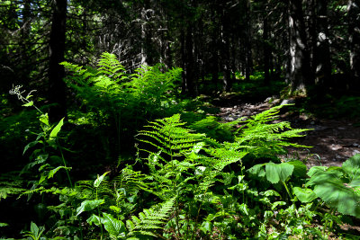 Javorova Valley, Tatra NP