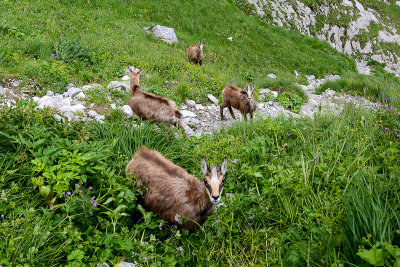 The herd of companionable female Tatra chamois feeding near the path descending from Malolaczniak, Czerwone Wierchy, Tatra NP