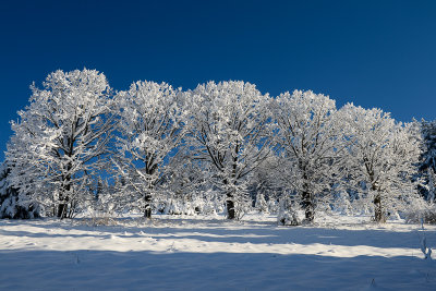 The Five Lime Trees, Witów