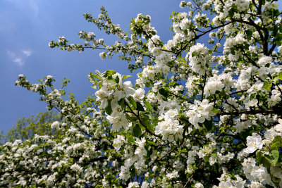 Fruit tree in blossom, Plazwka