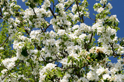 Fruit tree in blossom, Plazwka
