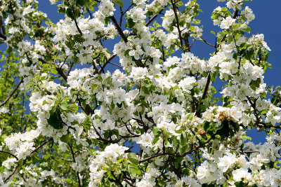Fruit tree in blossom, Plazówka