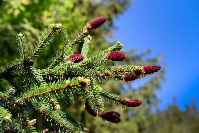 Female pine inflorescences, Plazwka