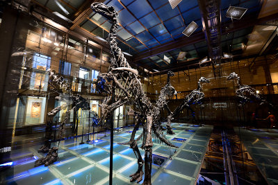 Museum of Natural Sciences, Brussels
