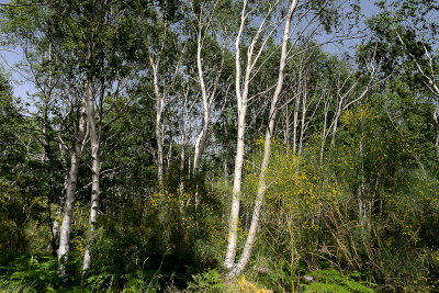 In the forest, Etna NP