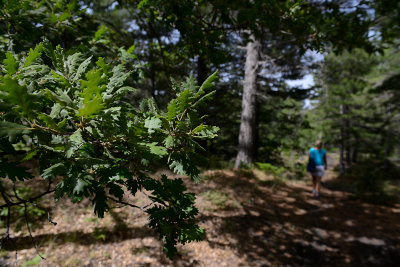 In the forest, Etna NP