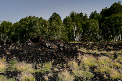 New lava field in the forest, Etna NP