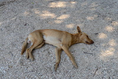Sleeping dog, Segesta