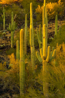 Saguaros and Friends
