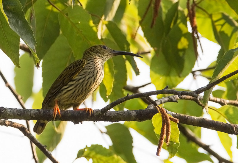 Streaked Spiderhunter